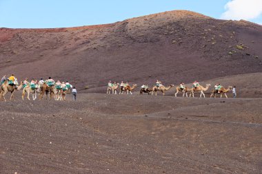 Timanfaya Ulusal Parkı, Lanzarote İspanya 'da 20 Eylül 2022' de volkanik arazide develere binmek