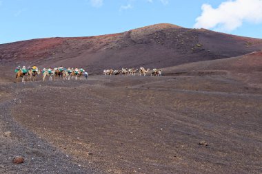 Timanfaya Ulusal Parkı, Lanzarote İspanya 'da 20 Eylül 2022' de volkanik arazide develere binmek