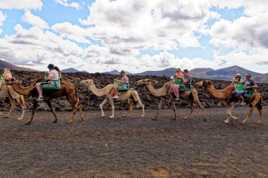 Timanfaya Ulusal Parkı, Lanzarote İspanya 'da 20 Eylül 2022' de volkanik arazide develere binmek