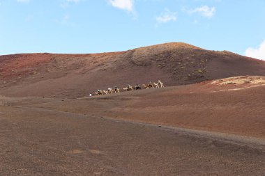 Timanfaya Ulusal Parkı, Lanzarote İspanya 'da 20 Eylül 2022' de volkanik arazide develere binmek