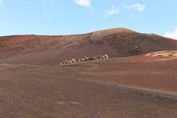 Camellos Montados Terreno Volcánico Parque Nacional Timanfaya Lanzarote Septiembre 2022 —  Fotos de Stock