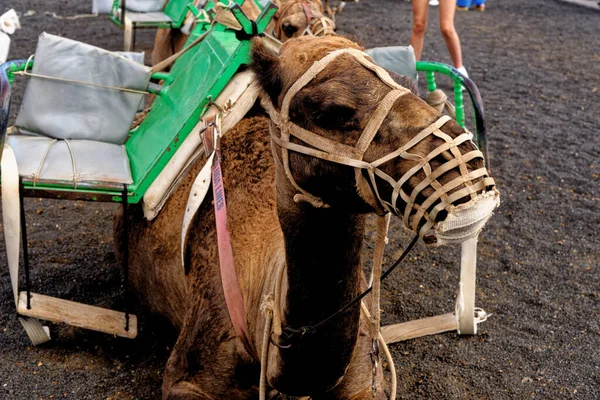 Primer Plano Camello Espera Los Turistas Parque Nacional Timanfaya Lanzarote — Foto de Stock