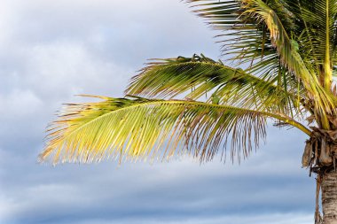 Palmiye ağacında oturan yeşil papağan - Lanzarote İspanya