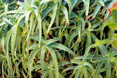 Karanlık volkanik topraklardaki aloe vera bitkilerine yakın çekim. Kanarya Adalarındaki Aloe vera bitkisi - Lanzarote - İspanya