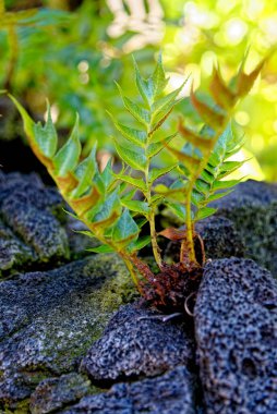 Cyrtomium falcatum, yaygın adları: Holly eğreltiotu ya da Japon kutsal eğreltiotu, Doğu Asya 'ya özgü daimi bitki, aile: Dryopteridaceae
