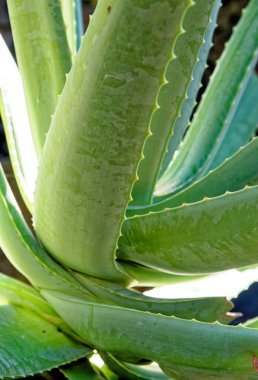 Karanlık volkanik topraklardaki aloe vera bitkilerine yakın çekim. Kanarya Adalarındaki Aloe vera bitkisi - Lanzarote - İspanya