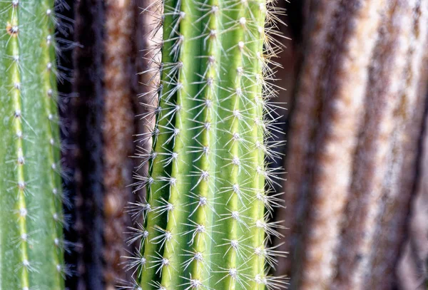Słoneczny Kolorowy Kaktusy Wyspie Lanzarote Naturalna Roślina — Zdjęcie stockowe