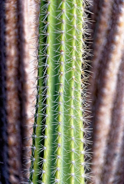 Słoneczny Kolorowy Kaktusy Wyspie Lanzarote Naturalna Roślina — Zdjęcie stockowe