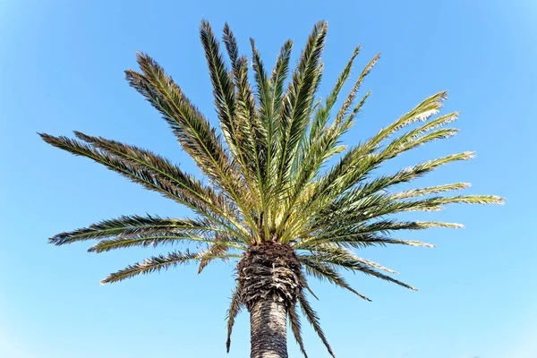 Pohled Palmu Zdola Koncept Dovolené Přírodní Pozadí — Stock fotografie
