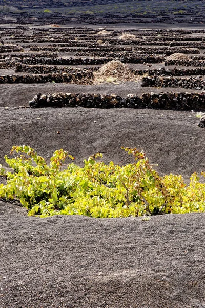 ランサローテ ブドウ畑 地元のワインを作るために溶岩ピットで栽培ブドウ ジェリア ランサローテ島 カナリア諸島 スペイン — ストック写真