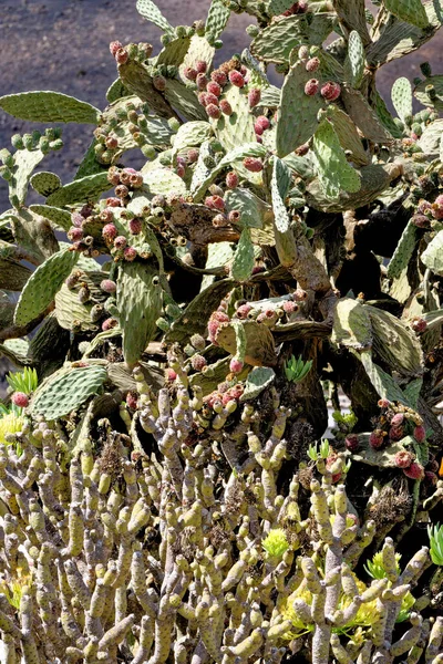 兰萨罗特 加那利群岛 西班牙 绿色仙人掌 — 图库照片