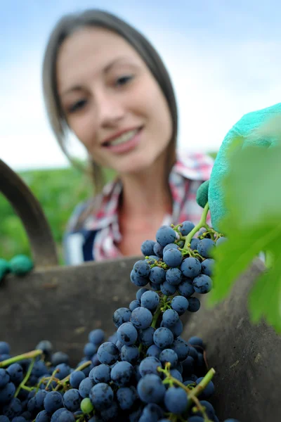 Closeup ženy v vinice během sklizně — Stock fotografie