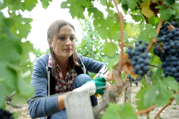 Primer plano de la mujer en el viñedo durante la temporada de cosecha — Foto de Stock