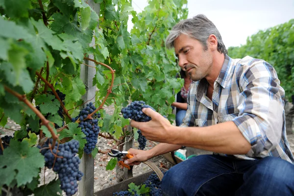 Harvester cutting bunch of grapes in vineyard rows — Stock Photo, Image