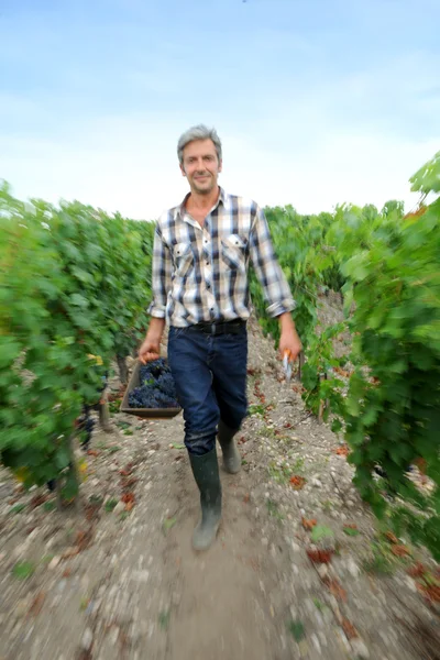 Харвестер, работающий в виноградных рядах с корзиной винограда — стоковое фото