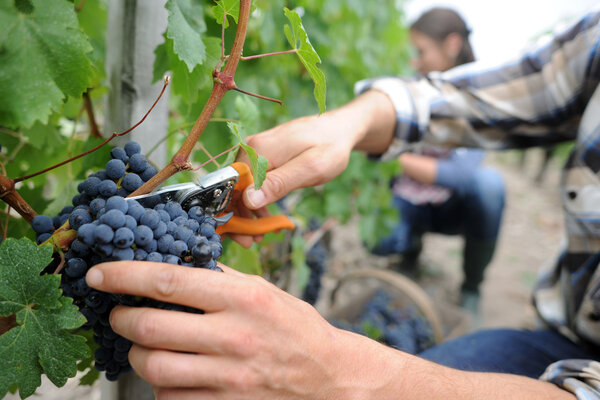 Closeup on bunch of grapes being picked from row