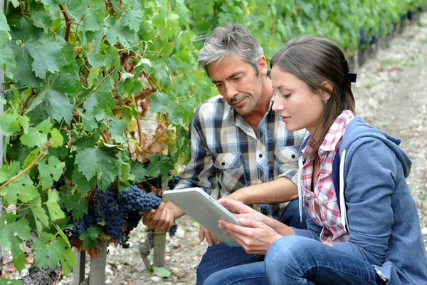 Wijnboeren in rijen wijnstokken die de kwaliteit van druiven controleren — Stockfoto