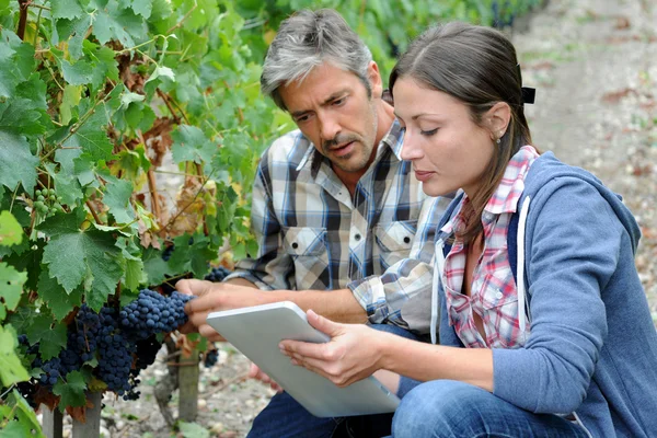 Viticultores em fileiras de videira que verificam a qualidade das uvas — Fotografia de Stock