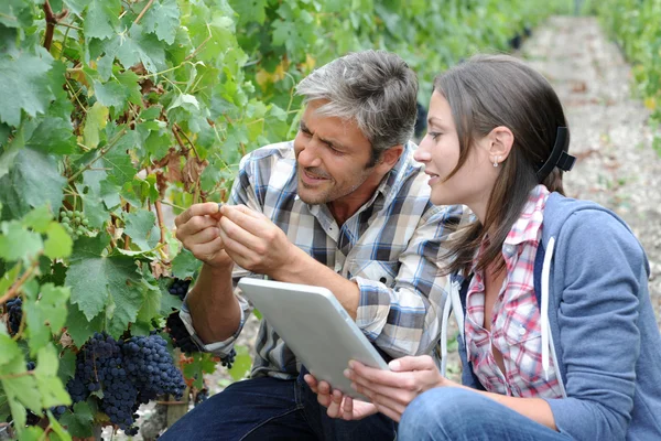 Los viticultores en hileras de vid que comprueban la calidad de las uvas — Foto de Stock