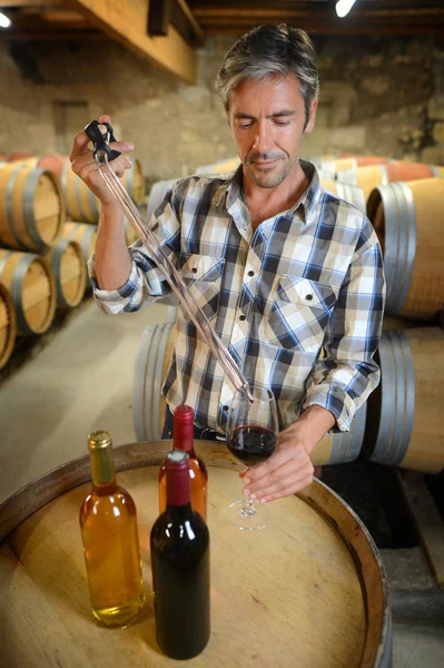 Vinmakaren får prov på rött vin från fat — Stockfoto