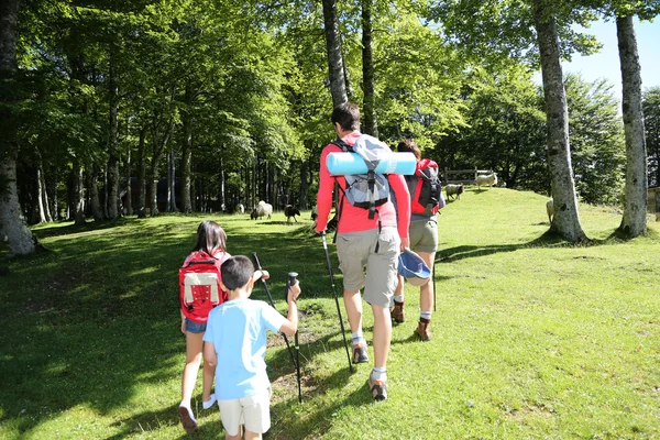 Visão traseira da família caminhando na floresta de montanha — Fotografia de Stock