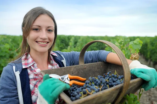 Nahaufnahme einer Frau im Weinberg während der Erntezeit — Stockfoto