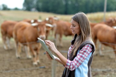 Woman farmer in front of cattle using tablet clipart