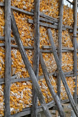 Sadece hasat corncobs yığını