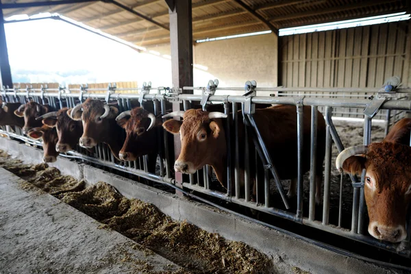 Gros plan du troupeau de vaches dans la grange — Photo