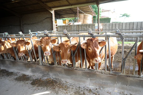 Zbliżenie stada krów w stodole — Zdjęcie stockowe
