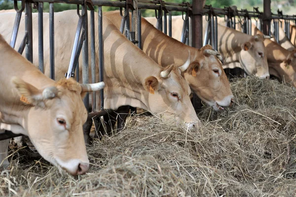 Closeup of cows in barn eating hay — Stock Photo, Image