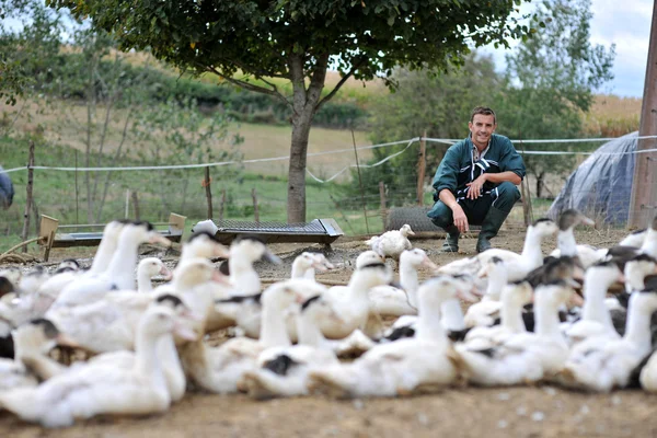 Eenden buiten de boerderij en boer in achtergrond — Stockfoto