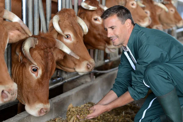 Nahaufnahme von Kühen, die von Viehhändlern gefüttert werden — Stockfoto