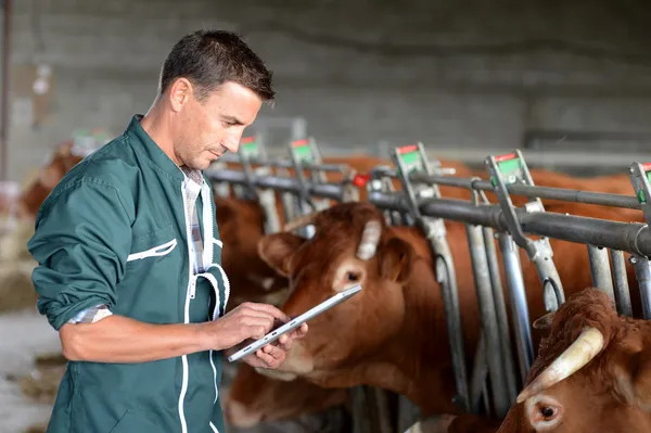 Criador de vacas usando touchpad dentro do celeiro — Fotografia de Stock