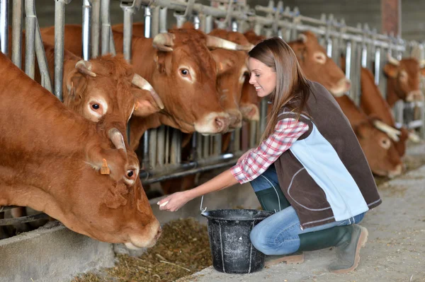 Donna che nutre mucche nel fienile — Foto Stock