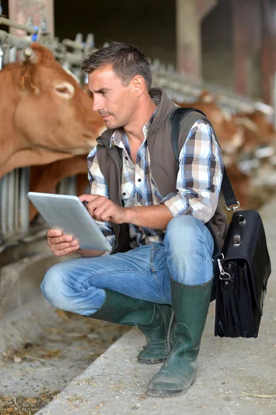 Criador em celeiro de vaca usando tablet digital — Fotografia de Stock