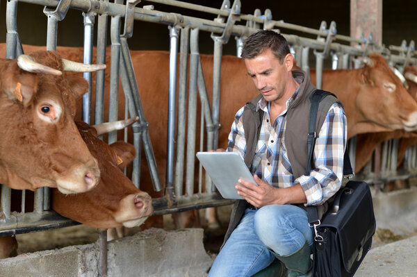 Breeder in cow barn using digital tablet