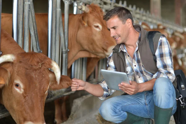 Allevatore in stalla di mucca con tablet digitale — Foto Stock
