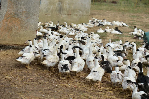 Canards marchant à l'extérieur de la grange — Photo