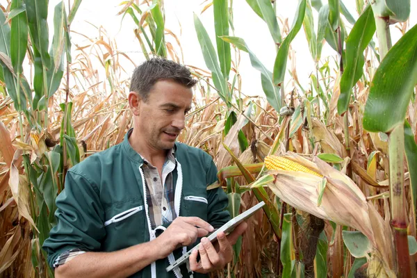 Controllo delle colture di mais da parte degli agricoltori — Foto Stock