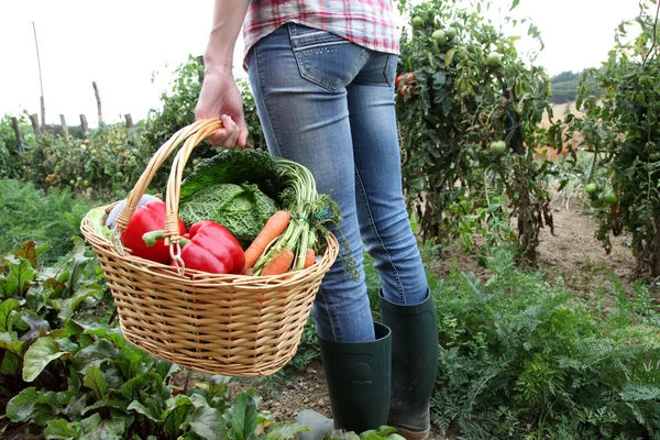 Primer plano de la cesta llena de verduras frescas —  Fotos de Stock