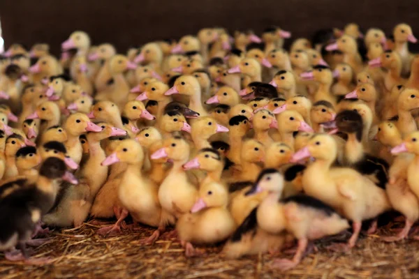 Primer plano de patos bebé en la granja —  Fotos de Stock