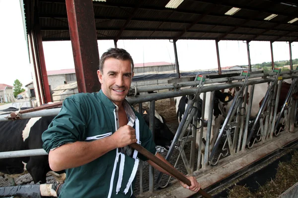 农民在谷仓中使用叉子来养牛 — 图库照片