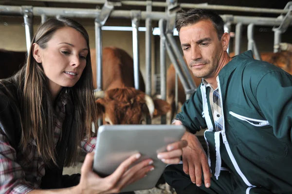 Farmer and veterinarian checking on cows Stock Picture