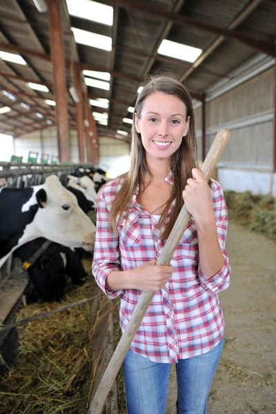 Smiling breeder woman giving food to cows Stock Photo