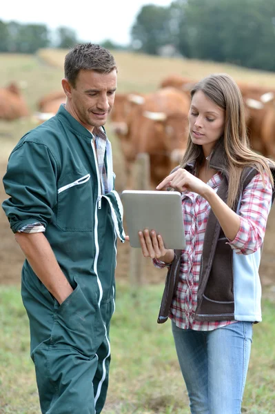 Farmer and woman in cow field using tablet Royalty Free Stock Images