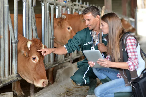 Farmer and veterinarian checking on cows Stock Photo