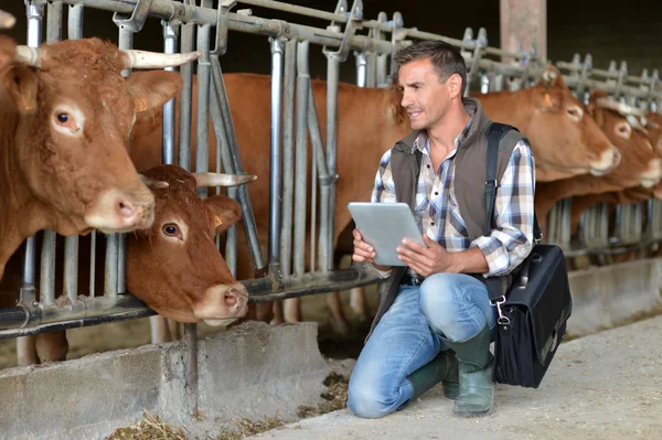 Breeder in cow barn using digital tablet Stock Picture