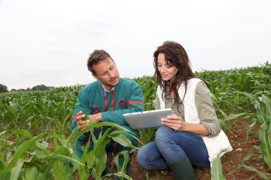 Farmer and researcher analysing corn plant clipart