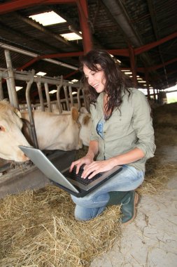 dizüstü bilgisayar ile ahırda veteriner